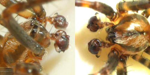 Araneus diadematus